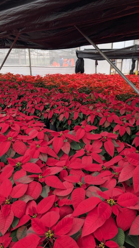 Poinsettia beautifully grown